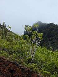 Starr 010820-0040 Schefflera actinophylla