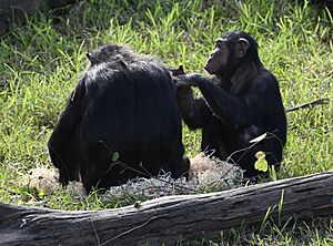 Taronga Zoo chimpanzee 002