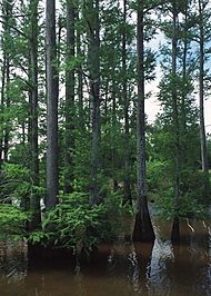 Taxodium distichum NRCSMS01010