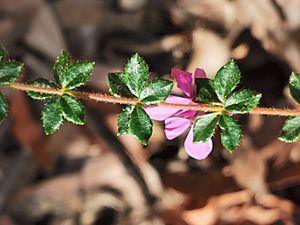 Tetratheca thymifolia IMG 20190605 124423.jpg