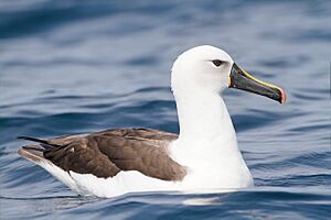 Thalassarche carteri - SE Tasmania.jpg