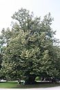 Tilia tomentosa 1JPG.jpg