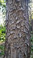 Toona ciliata Bark