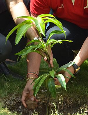 Tree planting closeup