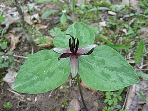 Trillium stamineum.jpg