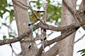 Turquois-browed Motmot (Eumomota superciliosa) (5771846357)