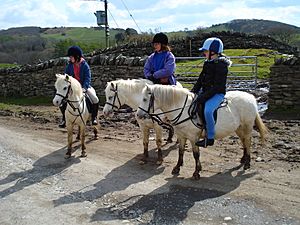 Welsh Mountain Ponies