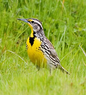 Western Meadowlark.jpg