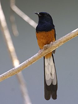 White-rumped shama.jpg