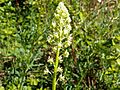 Wild Mignonette (Reseda lutea)