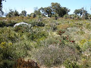 Yanchep National Park wildflowers