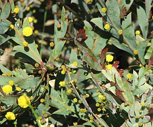 Acacia glaucoptera.jpg