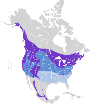 Aegolius acadicus map.svg