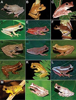 Amphibians from Santa Teresa (10.3897-zookeys.857.30302) Figure 4