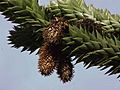 Araucaria araucana0