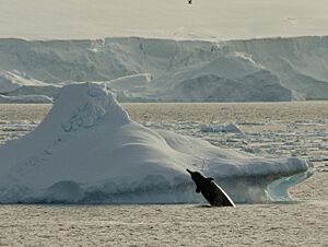 Arnoux's beaked whale in Antarctica