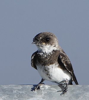 Bank Swallow (Riparia riparia)