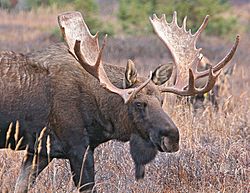 Bigbullmoose