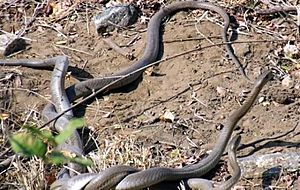 Black mamba, male-male combat