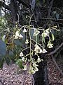 Brachychiton populnea flowers