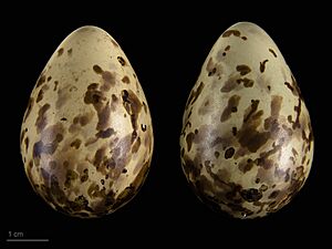 Calidris maritima maritima MHNT.ZOO.2010.11.119.17