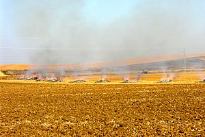 Campos de algodón en Écija.jpg