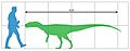 Chuandongocoelurus size