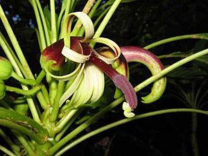 Clermontia pallida flower