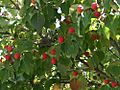 Cornus kousa 14zz-fruit