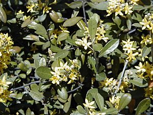 Corokia virgata.jpg