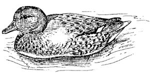 Coue's gadwall