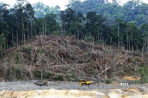 Deforestation in Borneo