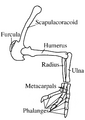 Deinocheirus mirificus forelimb en