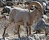 Desert Bighorn Barna Cropped.jpg