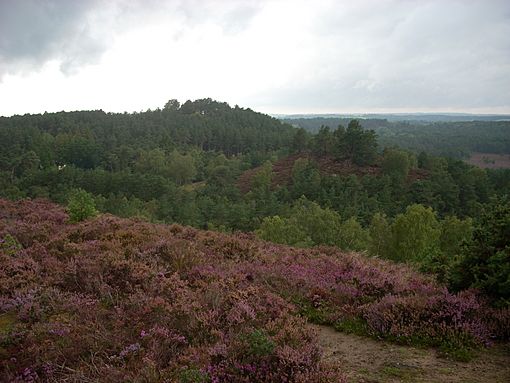 Devil's Jumps, Churt 1