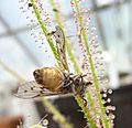 Drosera. Tabanus ventral