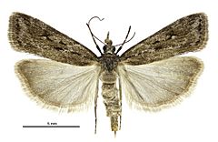 Eudonia ustiramis female.jpg