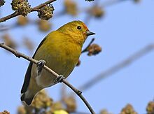 Fire-capped Tit. AMSM0952