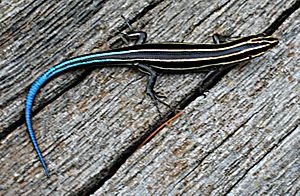 Fivelined skink.jpg