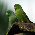 Forpus conspicillatus -Colombia -pair-8-3c.jpg