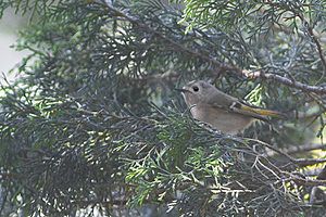 Goldcrest Vinayak Uttarakhand India 05.02.2015