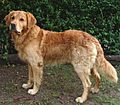 Golden retriever