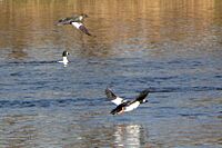 Goldeneyes in flight