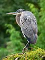 Great blue heron in GWC (16570)