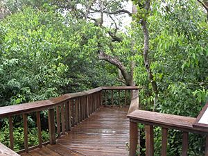 Gumbo-limbo-plank-trail.jpg