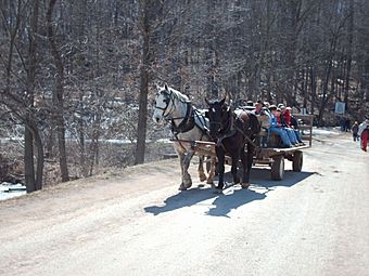 Horses at Malabar Farm.JPG