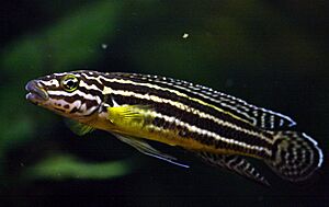 Julidochromis regani.jpg