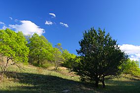 LBJ Grasslands Hillside.jpg