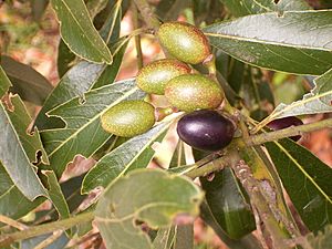 Laurus novocanariensis (Garafía) 01 ies.jpg