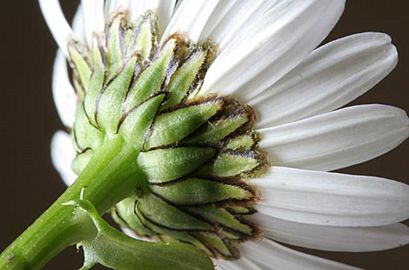 Leucanthemum vulgare ENBLA03